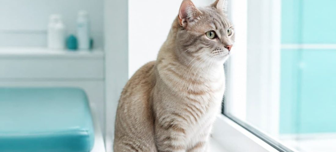 Antiparasitaires pour chat : les précautions à connaître avant de choisir